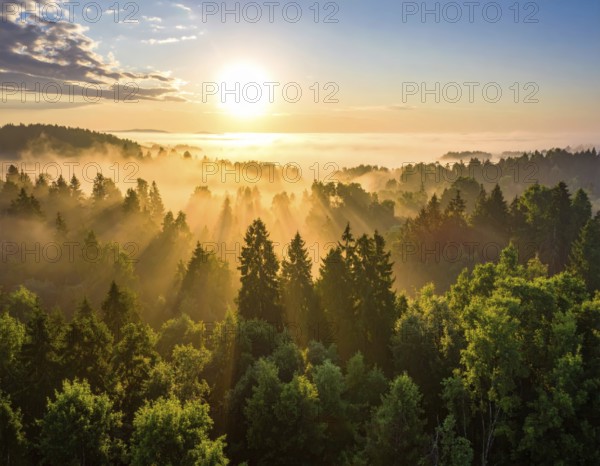 Sunrise casts rays over a misty forest, capturing a tranquil natural scene, Fog covered forest in