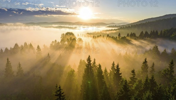 Expansive sun rays break through fog over a mountainous forest landscape, Fog covered forest in