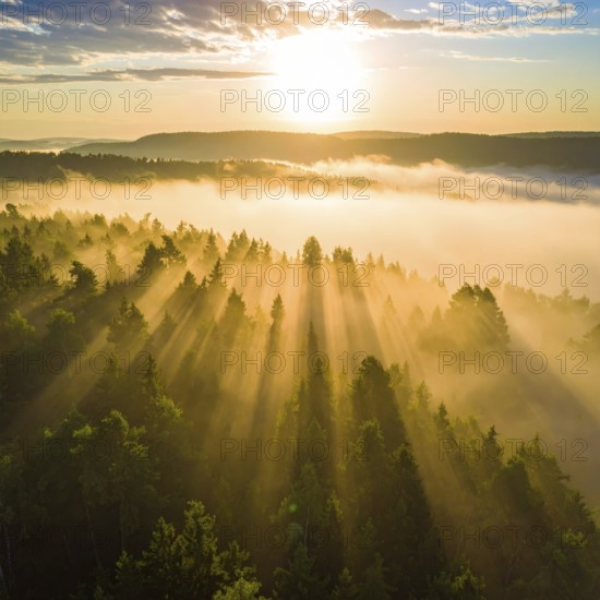 Sunrise over a misty forest with golden sunlight filtering through the trees, Fog covered forest in
