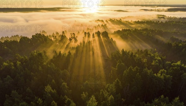 Early morning sunlight over a fog-covered forest landscape, Fog covered forest in summer with