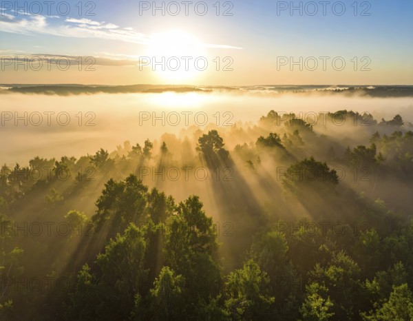 Sunlight pierces through fog over a forest, casting a peaceful morning glow, Fog covered forest in