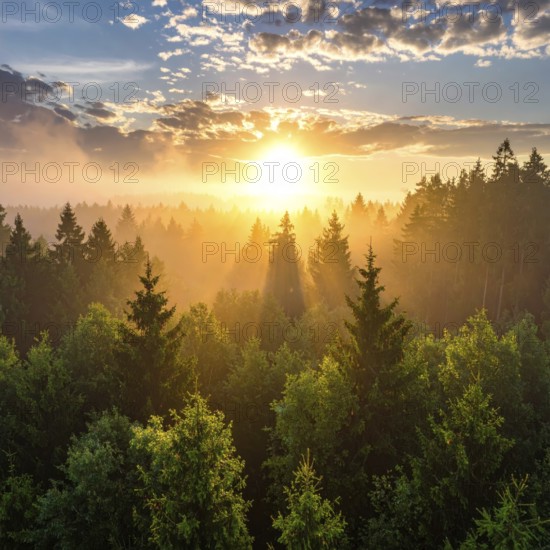 Sunset casting rays of light through a forest with dramatic clouds overhead, Fog covered forest in