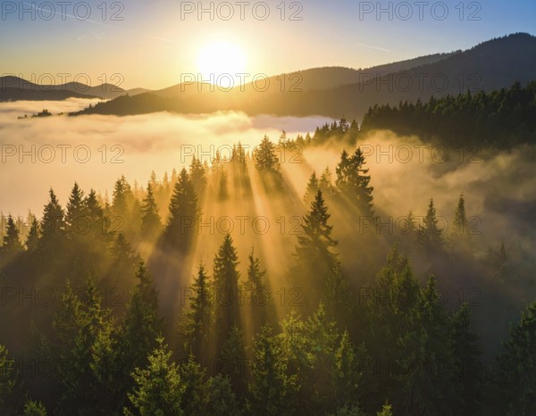Sunrise casting rays through a misty forest in the mountains, Fog covered forest in summer with