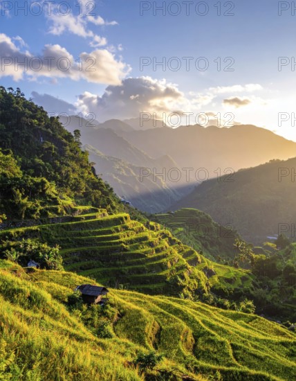 Early morning light bathes Philippines rice terraces cascading down mountain slopes, beautiful