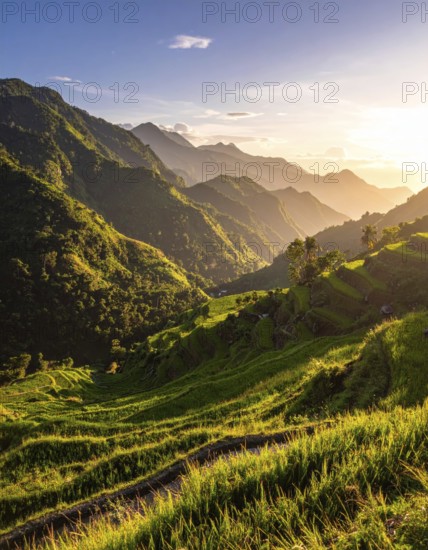 Early morning light bathes Philippines rice terraces cascading down mountain slopes, beautiful