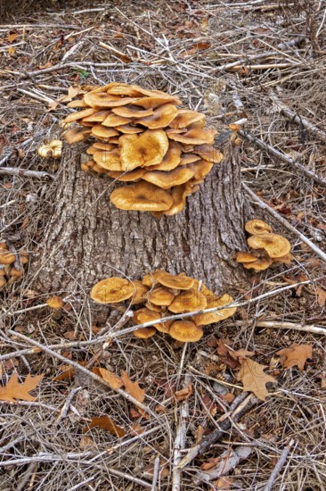 Honiggelber Hallimasch (Armillaria mellea), Baumstumpf, Sondern, Olpe, Sauerland, North
