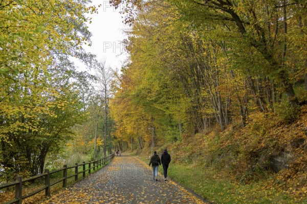 Autumn trees, Seeweg, Olpe, Sauerland, North Rhine-Westphalia, Germany