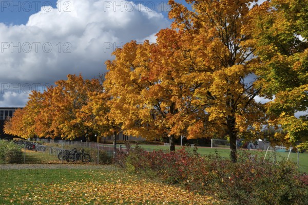 Ahornallee (Acer) in autumn colors on the school grounds of the Eckental Gymnasium, Mittelfranen,