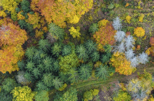 Autumn forest in the Black Forest. Drone photo of trees in colorful autumn leaves and conifers,