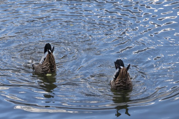 Two Canada geese (Branta canadensis) dive for food in the Pegnitz River, Lauf an der Pegnitz,