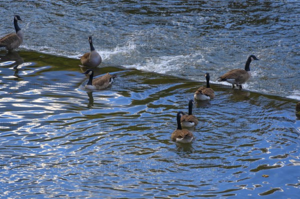 Canada geese (Branta canadensis) at a weir in Pegnitz, Lauf an der Pegnitz, Middle Franconia,