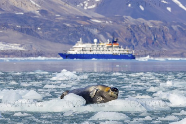 Bearded seal resting on ice floe in front of Antarctic cruise ship MV Sea Spirit of Poseidon