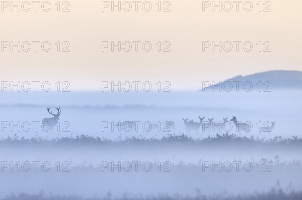Red deer stag herding herd of hinds in morning mist along the Baltic Sea, Western Pomerania Lagoon