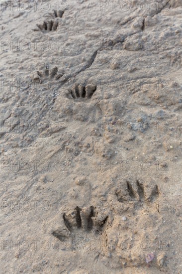Common raccoon, North American racoon (Procyon lotor) close-up of footprints, tracks in wet sand,