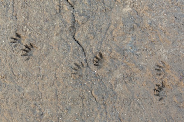 Common raccoon, North American racoon (Procyon lotor) close-up of footprints, tracks in wet sand,