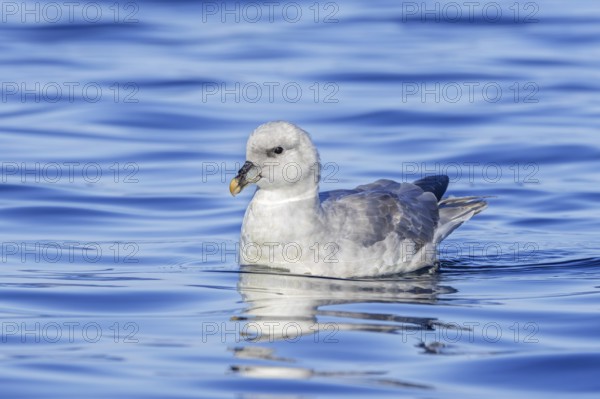 Northern fulmar (Fulmarus glacialis) light, intermediate morph swimming in the Arctic Ocean along