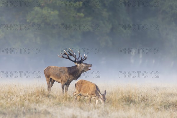 Hind and red deer (Cervus elaphus) stag with big antlers burling in grassland at edge of forest in