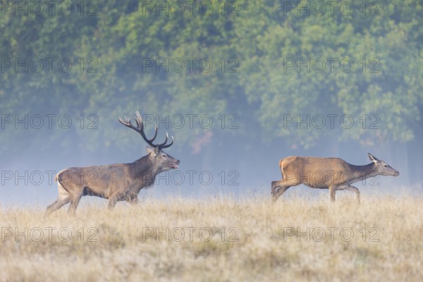 Red deer (Cervus elaphus) stag with big antlers in grassland checking out hind, female in heat by