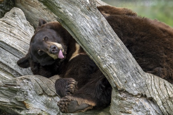 American black bear (Ursus americanus) brown color variation with white blaze on the chest resting