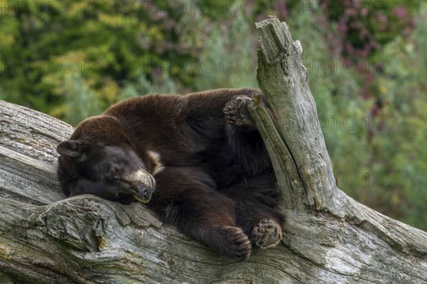 American black bear (Ursus americanus) brown color variation with white blaze on the chest sleeping
