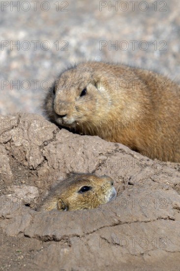 Black-tailed prairie dog (Cynomys ludovicianus) native to the Great Plains of North America,