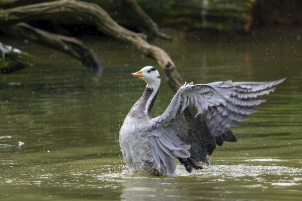 Bar-headed goose (Anser indicus) swimming in pond and flapping wings, exotic species native to