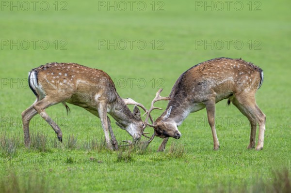 Two European fallow deer (Dama dama) bucks, males fighting by locking antlers in grassland during