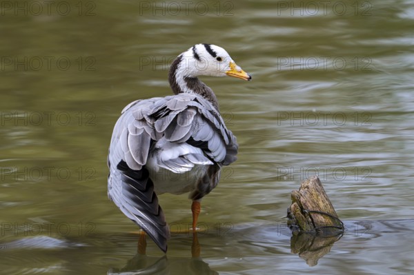 Bar-headed goose (Anser indicus) standing in shallow water of pond, exotic species native to