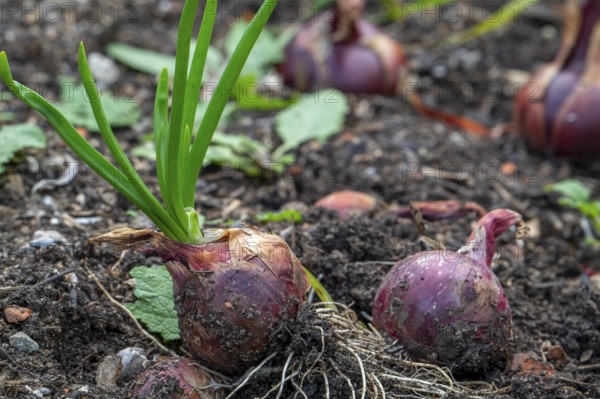 Bulb onions, common onions (Allium cepa) in vegetable garden in autumn, fall