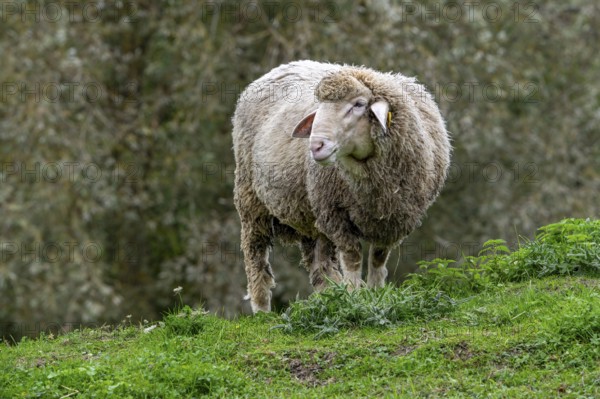 Est à Laine Merinos, German and French white Merino sheep breed from the Alsace Lorraine region of