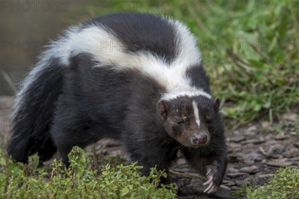Striped skunk (Mephitis mephitis) omnivore native to southern Canada, the United States and