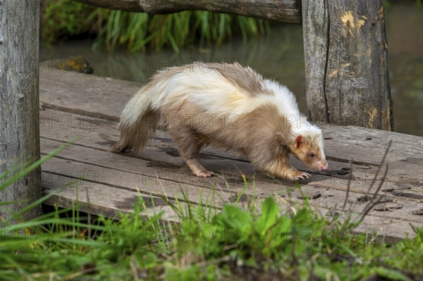 Striped skunk (Mephitis mephitis) brown, cream-colored mutation walking over wooden footbridge,