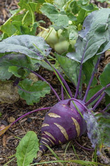 Kohlrabi, German turnip, turnip cabbage (Brassica oleracea var. gongylodes) in vegetable garden in
