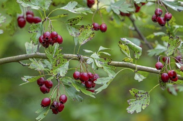 Common hawthorn, whitethorn, one-seed hawthorn, single-seeded hawthorn (Crataegus monogyna)