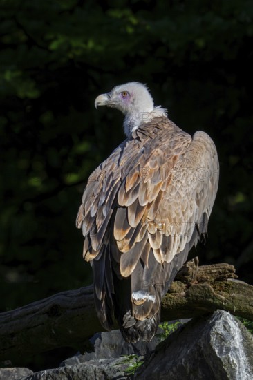 Griffon vulture, Eurasian griffon (Gyps fulvus) scavenger bird native to southern Europe, North
