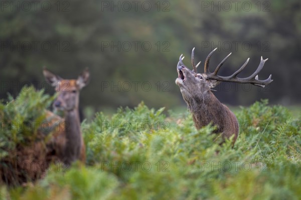 Hind and rutting red deer (Cervus elaphus) stag with big antlers bellowing amongst bracken at edge