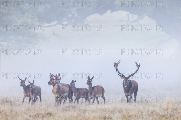 Red deer (Cervus elaphus) stag with big antlers herding harem of hinds through grassland at forest