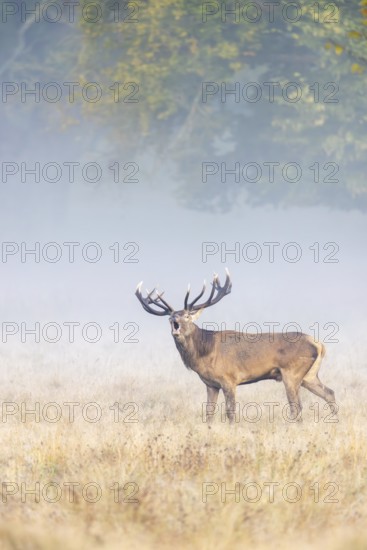 Red deer (Cervus elaphus) stag with big antlers bellowing in grassland at edge of forest in early
