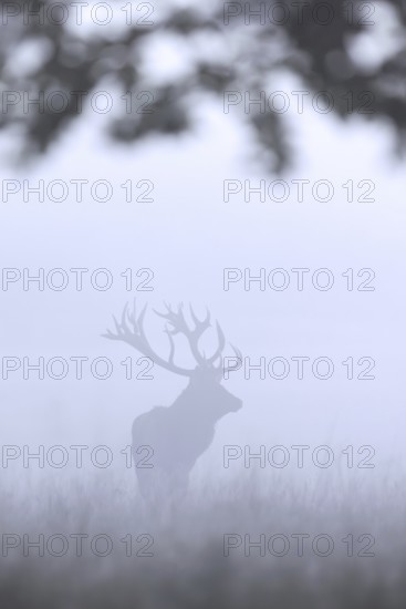 Silhouette of rutting red deer (Cervus elaphus) stag with big antlers in meadow at forest edge in