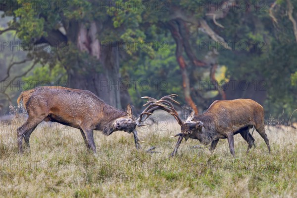 Two rutting red deer (Cervus elaphus) stags fighting by locking antlers during fierce mating battle