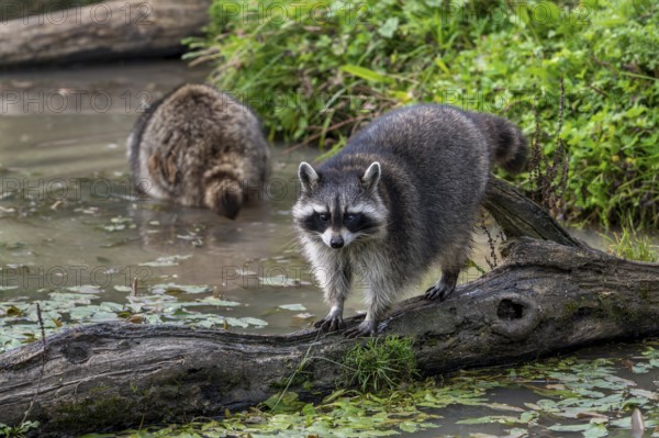 Common raccoon, North American racoon (Procyon lotor) walking over fallen tree trunk in pond,