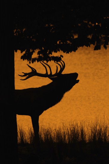Silhouette of rutting red deer (Cervus elaphus) stag with big antlers roaring on lake bank at edge