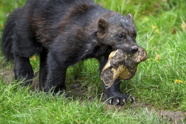 Scavenging wolverine, glutton, carcajou (Gulo gulo) walking away with huge animal bone, native to