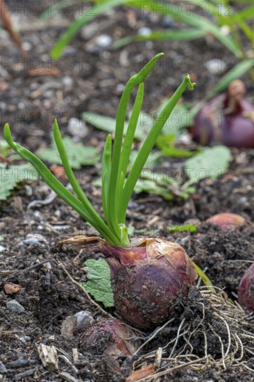 Bulb onion, common onion (Allium cepa) in vegetable garden in autumn, fall