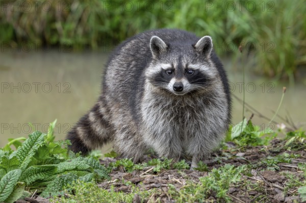 Common raccoon, North American racoon (Procyon lotor) foraging along river bank, invasive species