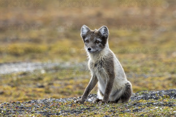 Arctic fox, polar fox (Vulpes lagopus) adult in summer coat foraging on the tundra showing its