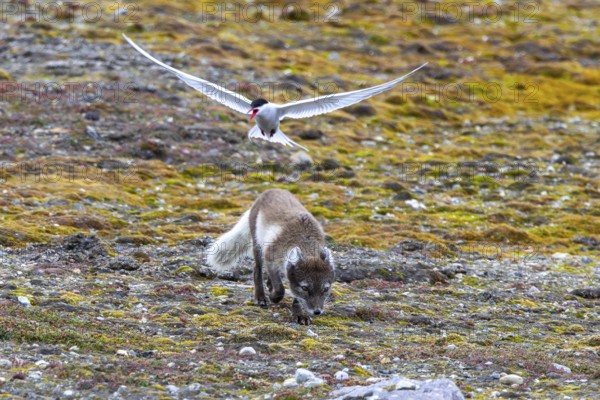 Foraging Arctic fox, polar fox (Vulpes lagopus) attacked by Arctic tern protecting its nest on the