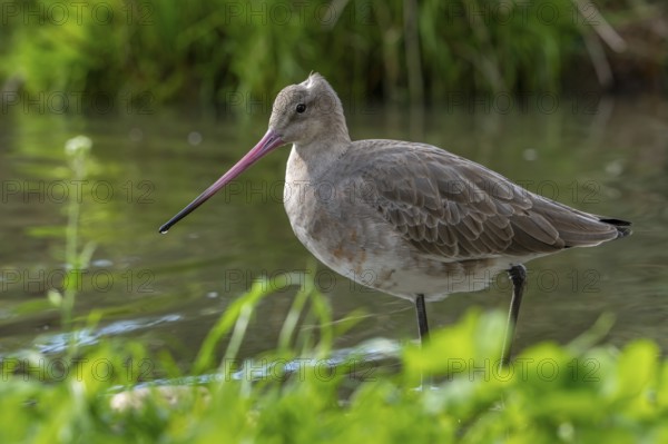 Black-tailed godwit (Limosa limosa) in non-breeding plumage foraging in creek, brook in autumn,