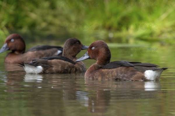 Ferruginous ducks, ferruginous pochard, common white-eye (Aythya nyroca), female and two males in