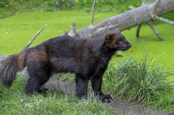 Wolverine, glutton, carcajou (Gulo gulo) foraging in forest, native to Scandinavia, Russia,